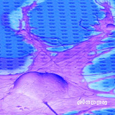 Floppy - µ - Used CD image 1