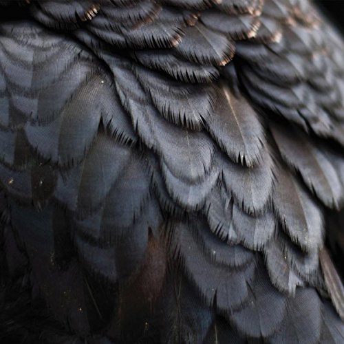 EX PEOPLE - BIRD  - Vinyl Record VL image 1