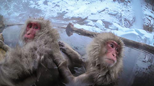 Spy in the Wild: Series Two - Blu-ray image 7