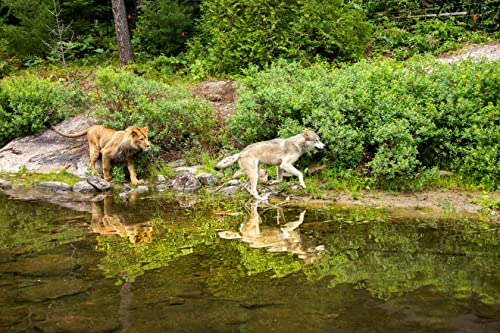 Wolf And The Lion. The - DVD image 4
