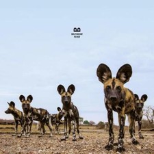 Balthazar - Fever - CD image 1