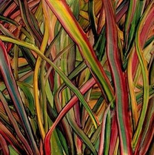 Gengahr - Where Wildness Grows - Vinyl Record image 1