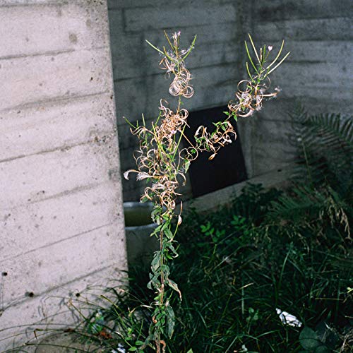 LOOM - CD image 2