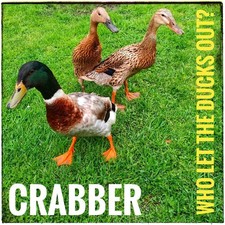 CRABBER - WHO LET THE DUCKS OUT? - CD image 2