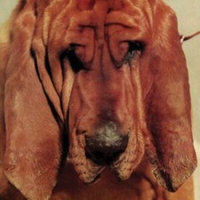 Ty Segall - Goodbye Bread - Vinyl Record image 1