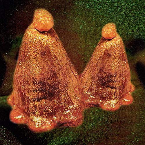 BLACK TO COMM - OOCYTE OIL & STOLEN ANDROGENS - Vinyl Record 12" RECOR image 1