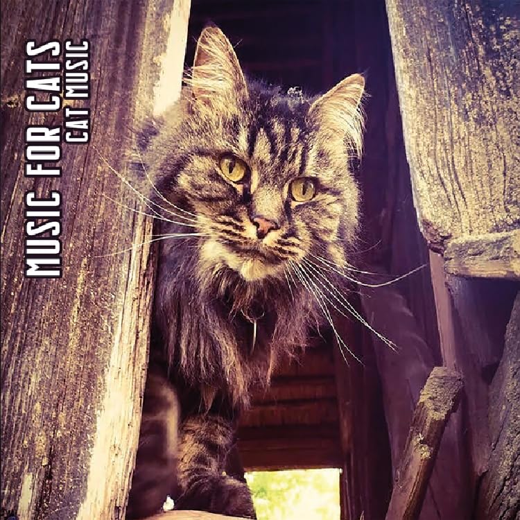 MUSIC FOR CATS - CAT MUSIC (LTD.DIGI) - CDD image 1