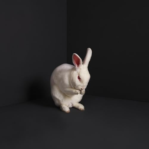BRUME - RABBITS - Vinyl Record image 2