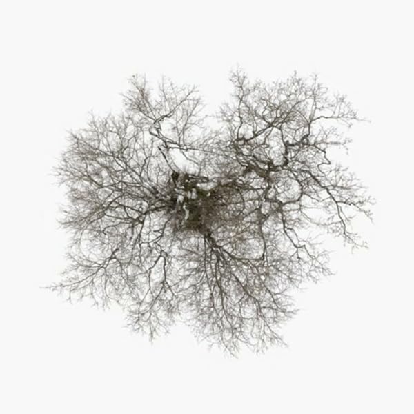 JOHN METCALFE - TREE - Vinyl Record 12" RECORD image 1