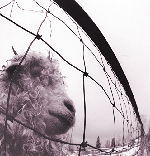 Pearl Jam - Vs. - Vinyl Record image 1