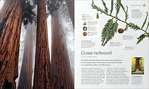 DK - Tree Book : The Stories, Science, and History of Trees - Hardback image 3