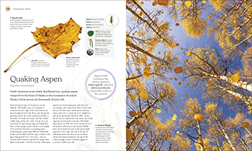 DK - Tree Book : The Stories, Science, and History of Trees - Hardback image 7