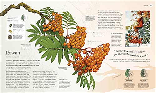 DK - Tree Book : The Stories, Science, and History of Trees - Hardback image 9