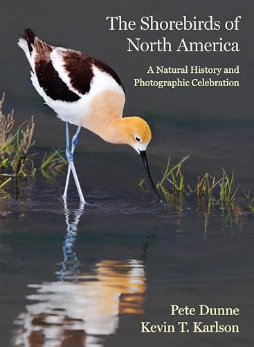 Kevin T. Karlson - Shorebirds of North America : A Natural History and image 1