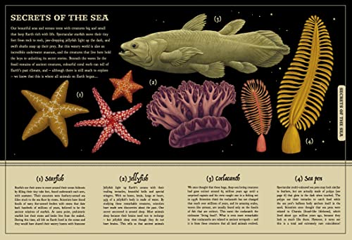 Saskia Gwinn - Secret Stories of Nature : A Field Guide to Uncover Our image 2