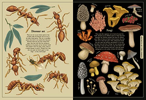 Saskia Gwinn - Secret Stories of Nature : A Field Guide to Uncover Our image 3