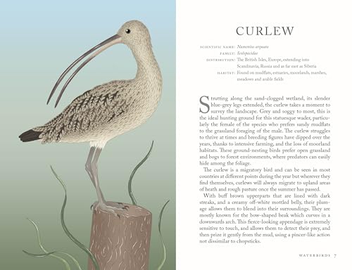 alison-davies-folklore-of-birds-the-forgotten-tales-behind-nature