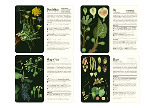 FrancOis Couplan - 50 Plants That Heal : Discover Medicinal Plants - a image 6