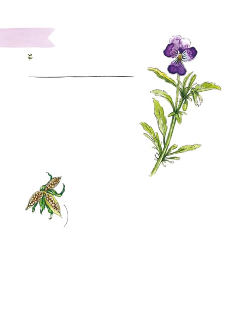 Clare Gogerty - Magic of Seeds : The nature-lover's guide to growi image 2