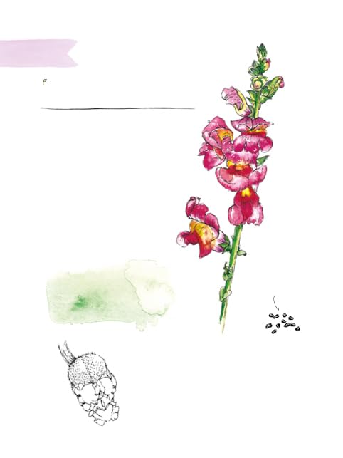 Clare Gogerty - Magic of Seeds : The nature-lover's guide to growi image 4