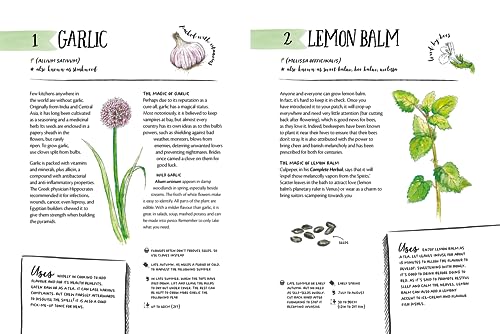 Clare Gogerty - Magic of Seeds : The nature-lover's guide to growi image 6