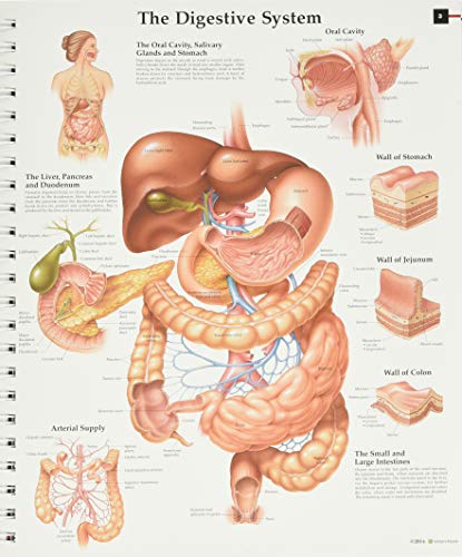 Anatomical Chart Com - Anatomy & Pathology:The World's Best Anatom image 2