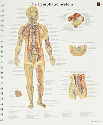 Anatomical Chart Com - Anatomy & Pathology:The World's Best Anatom image 3