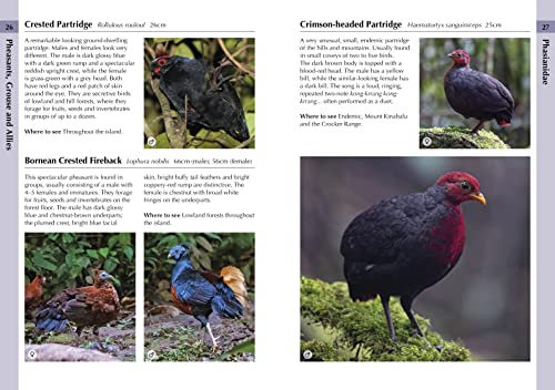 Ms Susan Myers - Birds of Borneo - Paperback image 4