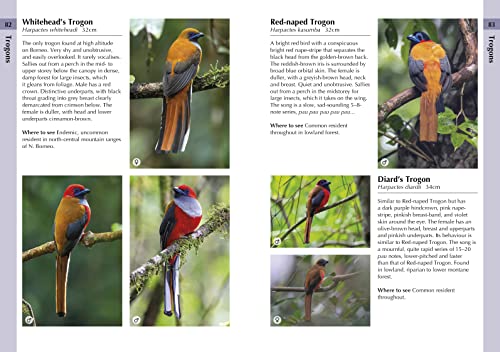Ms Susan Myers - Birds of Borneo - Paperback image 5