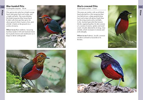 Ms Susan Myers - Birds of Borneo - Paperback image 7