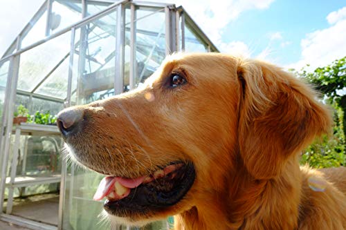 Monty Don - Nigel : my family and other dogs - Paperback image 3