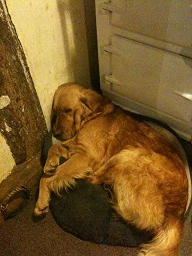 Monty Don - Nigel : my family and other dogs - Paperback image 5