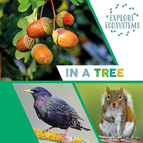 Sarah Ridley - Explore Ecosystems: In a Tree - Hardback image 1