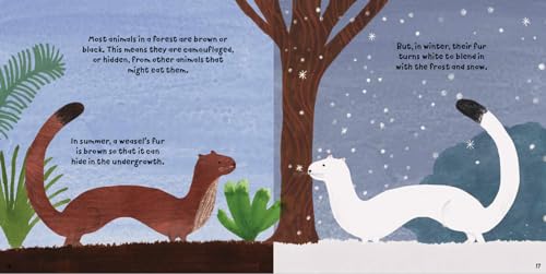 Susie Williams - Forest Fun: Animals in the Undergrowth - Hardback image 2