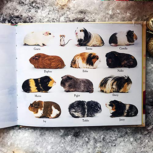 Tess Newall - A Guinea Pig Night Before Christmas - Hardback image 6