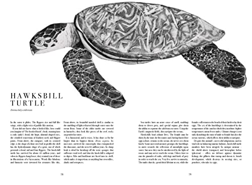 Beatrice Forshall - Book of Vanishing Species : Illustrated Lives - Ha image 8