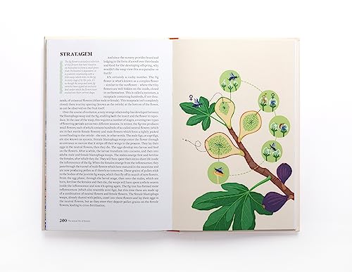 Simon Klein - Sexual Life of Flowers - Hardback image 2