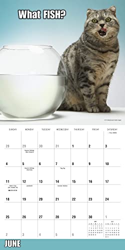 SELLERS PUBLISHING - MEOW MEMES - Paperback image 4