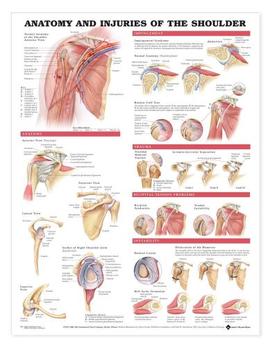 Anatomy and Injuries of the Shoulder Anatomical Chart - Map image 2