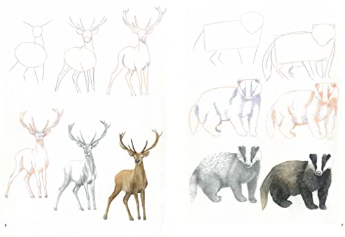 Susie Hodge - How to Draw: Woodland Animals : In Simple Steps - Paperb image 4