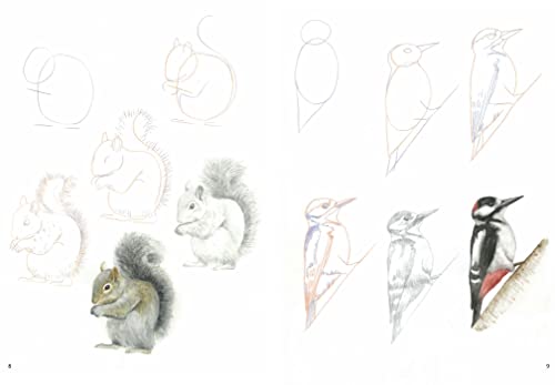 Susie Hodge - How to Draw: Woodland Animals : In Simple Steps - Paperb image 5