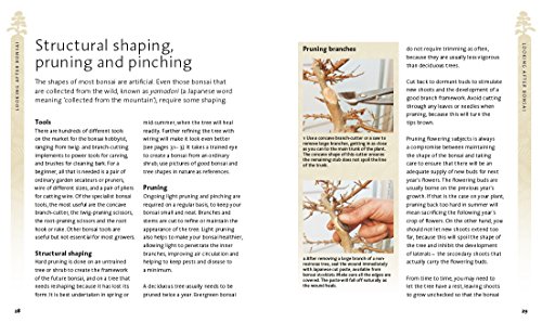 Peter Chan - Bonsai Beginner's Bible : The definitive guide to cho image 2