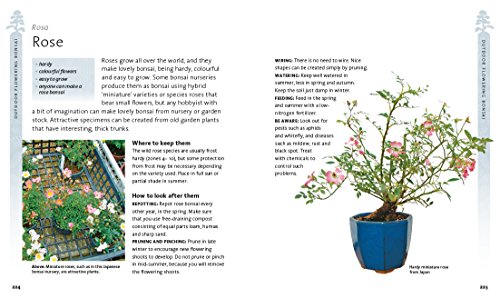 Peter Chan - Bonsai Beginner's Bible : The definitive guide to cho image 8