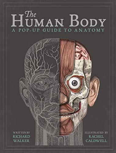 Richard Walker - Human Body : A Pop-Up Guide to Anatomy - Hardback image 1