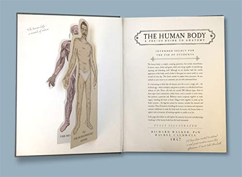 Richard Walker - Human Body : A Pop-Up Guide to Anatomy - Hardback image 2