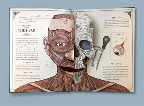Richard Walker - Human Body : A Pop-Up Guide to Anatomy - Hardback image 3