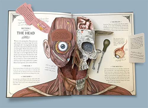 Richard Walker - Human Body : A Pop-Up Guide to Anatomy - Hardback image 4