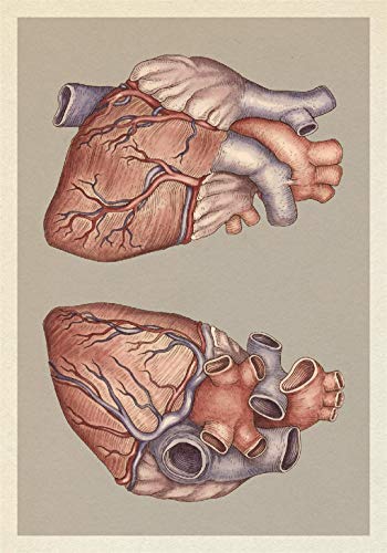 Jennifer Z Paxton - Anatomicum Postcard Box - Non-book item image 4