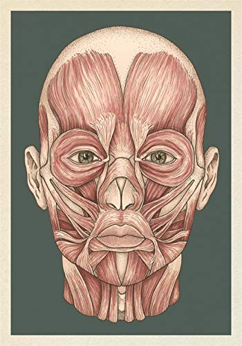 Jennifer Z Paxton - Anatomicum Postcard Box - Non-book item image 6