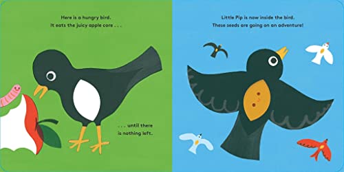 Maggie Li - Little Life Cycles: Pip - Hardback image 3